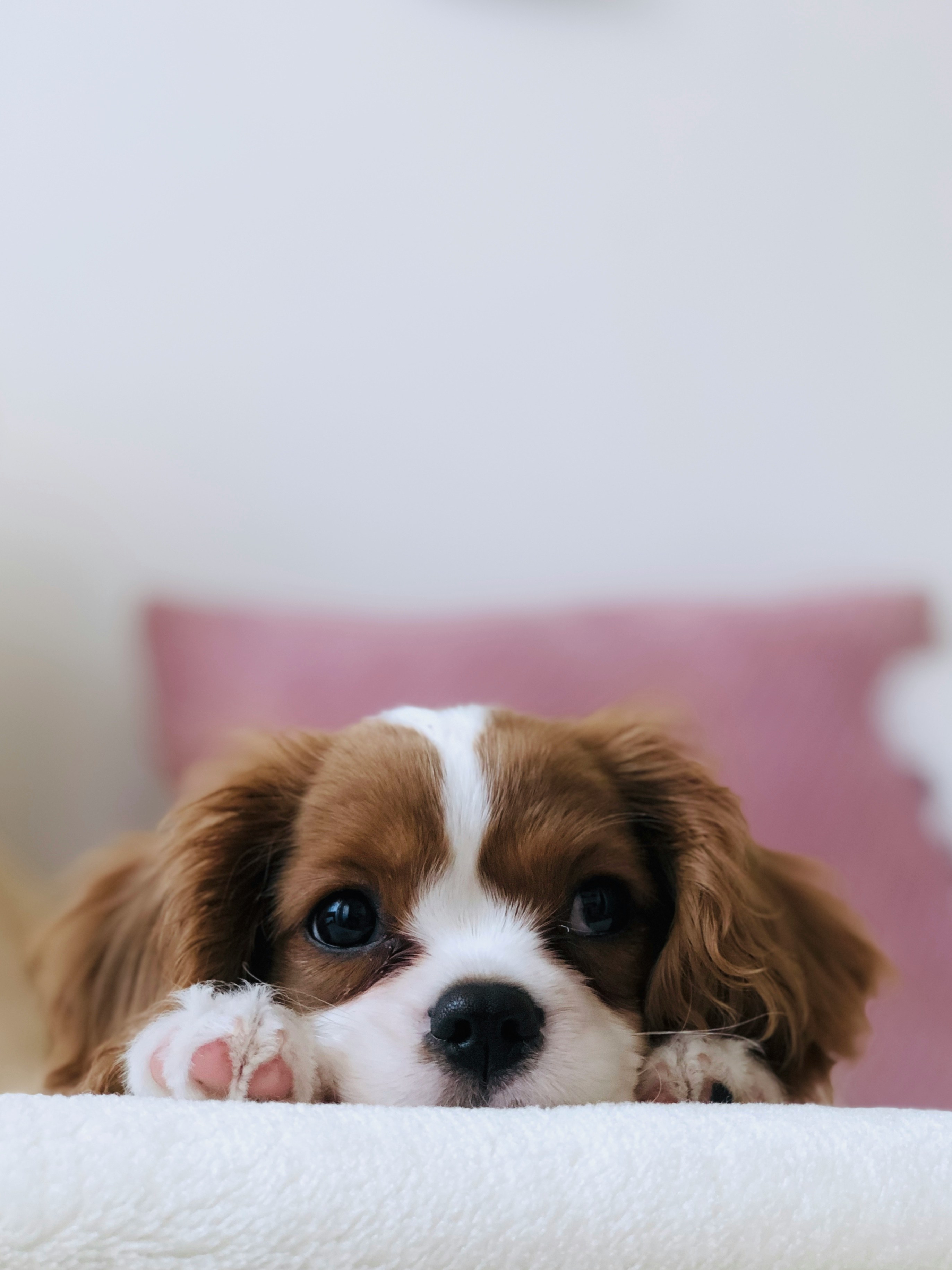 タオルに前足とあごをのせて、こちらを見つめる子犬